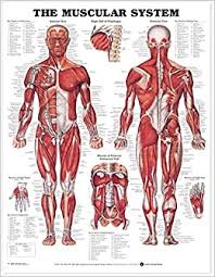 A large muscle group in the shoulder, neck and upper back that pulls the head and shoulders backward. Buy The Muscular System Anatomical Chart Laminated Book Online At Low Prices In India The Muscular System Anatomical Chart Laminated Reviews Ratings Amazon In