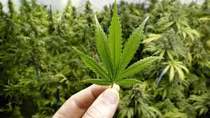 El dictamen sobre la regularización de la marihuana en méxico aprobado en el senado retorna a san lázaro para una última revisión. Cannabis Mexico Home Facebook