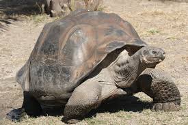 how a flipped over giant tortoise gets