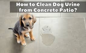 Clean Dog Urine From Concrete Patio