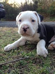 American bulldog boxer mix puppy pictures. Pin By Shauna Springer On Animals Pitbull Mix Pitbull Mix Puppies Old English Bulldog