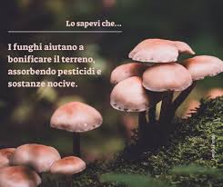 Longhi Funghi s.r.l, Viale Cesare Lombroso, 54, Milan (2020)