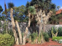 Succulent Garden Sydney Australia