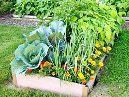 plant in your edible garden