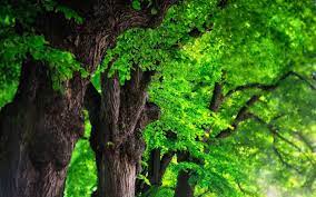 green tree wallpapers wallpaper cave
