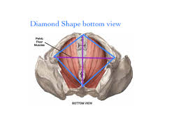 ribcage pelvis resonance