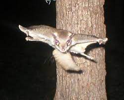 Flying Squirrels Biology Nesting