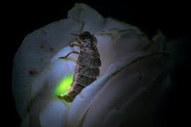 glow worm mating