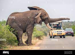 Elephant on a truck hi-res stock photography and images - Alamy