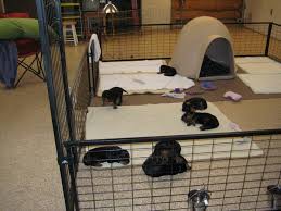 My birthing box hasn't favorited anything. Design Yourself The Perfect Whelping Box Set Up Gordon Setter Expert