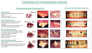 canine periodontal disease