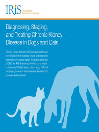 However, they are at risk for progression of kidney disease. Diagnosing Staging And Treating Chronic Kidney Disease In Dogs And Cats Chronic Kidney Disease Creatinine