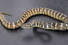 darwin carpet pythons at aar