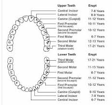 Eruption Of Permanent Teeth Dental Chart Teeth Eruption