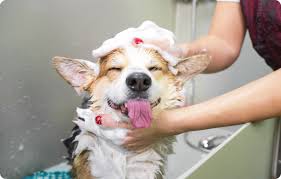 Dog oatmeal bath
