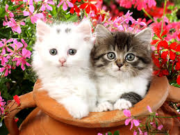 Favorite this post may 12 gray and tabby kittens free to good home (dnv) hide this posting restore restore this posting. 77 Free Kitten Wallpaper On Wallpapersafari