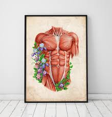 But, above all, these muscles are of great physiological importance. Male Torso Muscles Anatomy Art Codex Anatomicus