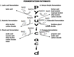 Solved Part D Fermentation Pathway A Student Analzyed A