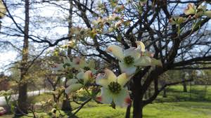 Some of the most popular flowering trees include redbuds, crape myrtles, magnolias, crabapples, smoke trees and dogwoods. Native Flowering Trees We Can T Stop Loving Stl Tree Pros