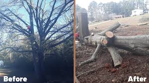 Oak Tree Removal – Before and After ...