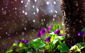 spring rain wallpapers 4k hd spring