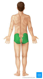 Male body surface anatomy (anterior and posterior views). Regions Of The Lower Limb Anatomy Kenhub
