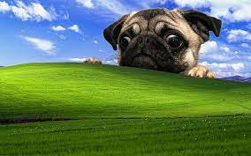 pug 1080p 2k 4k 5k hd wallpapers