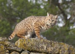 Bobcats are found in forested, swampy, or semiarid regions of north america, from southern canada to central mexico. Bobcats Mountain Lions And Lynx Common Big Cats Seen At The Cabin