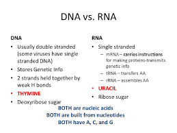 Dna Protein Synthesis Mutations Ppt Download