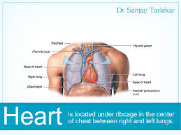 The jagged end of a broken middle rib can puncture a lung and cause it to collapse. Heart Is Located Under Ribcage In The Center Of Chest Between Right And Left Lungs Rib Cage First Rib Cardiac Disease