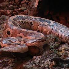 14 species of boas and pythons amazing