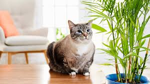 Another calming plant, widely used in teas and the like, that is also great for your cat. 5 Air Purifying Plants That Are Safe For Pets And Several To Avoid Bechewy
