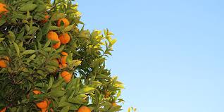 grow citrus trees at home in arizona