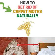 how to get rid of carpet moths