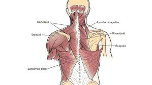 The trapezius is a broad, flat and triangular muscle. Building A Bodybuilder Back T Nation
