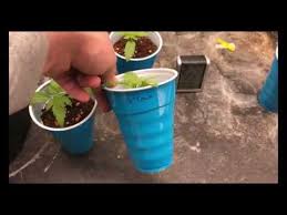 Germinating Cannabis Seeds And Floraflex Nutrients Youtube