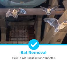 how to get rid of bats in your attic