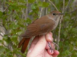 Live animals and pet supplies for sale in eastleigh, southmapton, hampshire. Climate Change May Be Making Migration Harder By Shortening Nightingales Wings Eurekalert Science News