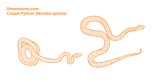 carpet python morelia spilota