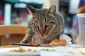 As always, never let a cat eat any sort of cooked bone. Can Cats Eat Ham Daily Paws