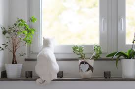 Cats in particular like to chew on dried flowers, and the preservatives used on whether you have dried flowers grouped in a wreath or arrangement, or single dried flowers for use in craft projects, you must care for them so they last as long as possible. 12 Of The Best House Plants That Are Safe For Cats