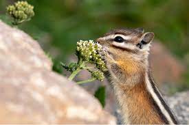 stop chipmunks from digging up flowers