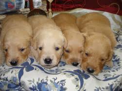 Golden retrievers are among america's most popular breeds. Newborn Puppies