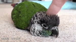 cute parrot parrots know your meme