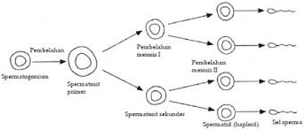 Pada manusia, sperma dihasilkan di testis pria dan ovum dihasilkan pada ovarium wanita. Pembentukan Sel Kelamin Spermatogenesis Dan Oogenesis