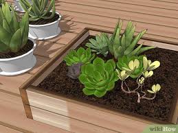 How To Create A Dish Garden 12 Steps