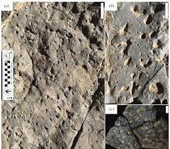 arenicolites trace fossils