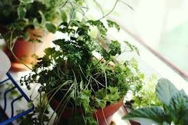 Grow An Indoor Window Sill Herb Garden