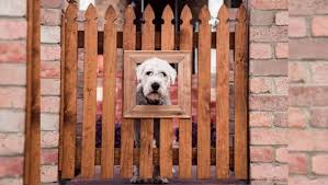 25 Dog Fence Ideas For Indoors