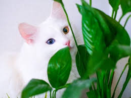 Is Peace Lily Toxic To Cats What Are
